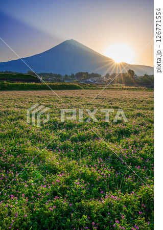 レンゲ畑からの富士山と日の出 126771554