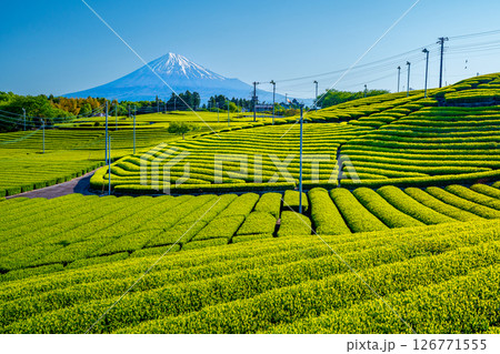 天馬の茶畑と富士山 126771555