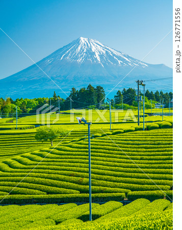 天馬の茶畑と富士山 126771556
