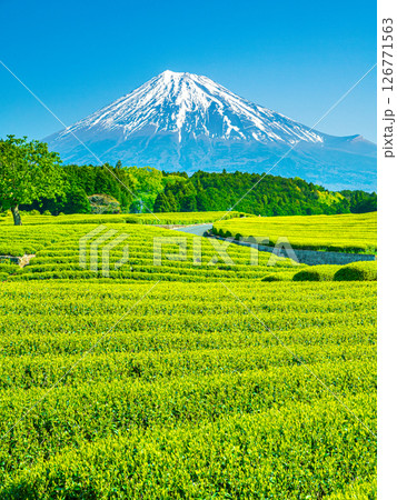 大淵笹場からの芽吹きの茶畑と富士山 126771563