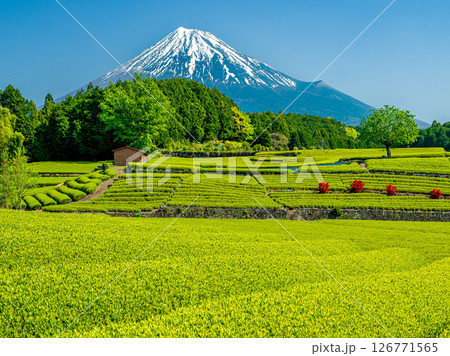 大淵笹場からの新茶の畑と富士山 大淵笹場からの新茶の畑と富士山 126771565
