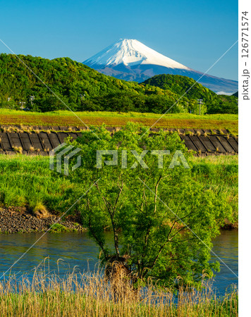 狩野川からの新緑と富士山 狩野川からの新緑と富士山 126771574