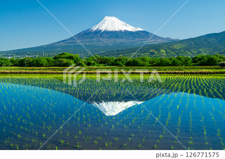 富士市から望む稲田の逆さ富士 富士市から望む稲田の逆さ富士 126771575