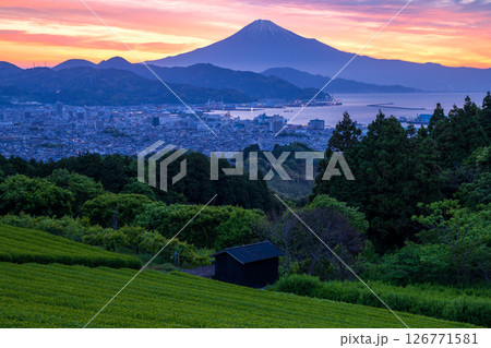 朝の日本平から望む茶畑と富士山 126771581