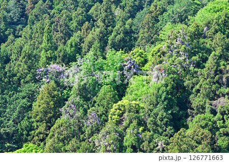 新緑とフジの花の咲く季節　花桃の里　東秩父村 126771663