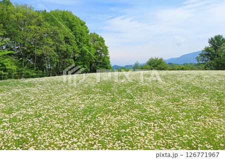 大峰高原のカモミール畑　長野県池田町 126771967
