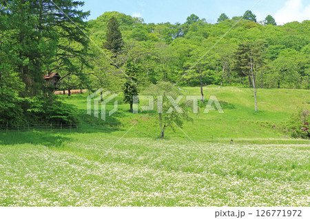 大峰高原のカモミール畑　長野県池田町 126771972