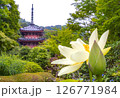 三室戸寺 三重塔と蓮の花（京都府宇治市） 126771984