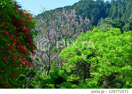 新緑の季節 花桃の里 東秩父村 新緑の季節 花桃の里 東秩父村 126772071