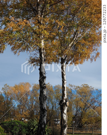 ニュージーランド旅行、紅葉 ニュージーランド旅行、紅葉 126772233