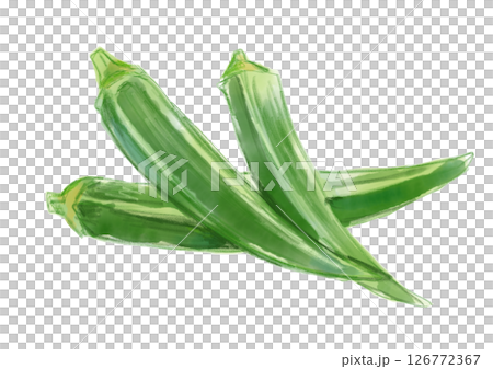 Freshly picked and delicious looking okra watercolor illustration 126772367