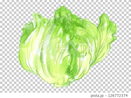 Freshly picked and delicious looking lettuce, hand-drawn watercolor illustration Freshly picked and delicious looking lettuce, hand-drawn watercolor illustration 126772374