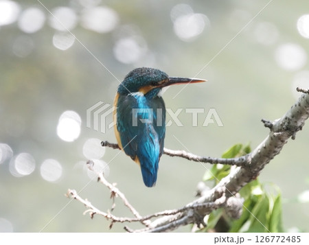 カワセミ 126772485