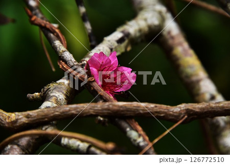 桜の散り花 桜の散り花 126772510