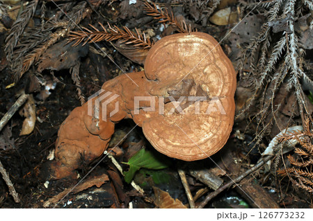 取っ手が付いた軍配のような異形なコフキサルノコシカケキノコ（自然環境下マクロ撮影） 126773232