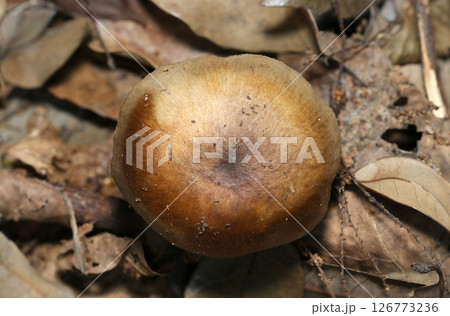 ずんぐりと丸い若いベニタケ属クサハツ(節)キノコ(カサ頭頂部・自然環境下ストロボマクロ撮影) ずんぐりと丸い若いベニタケ属クサハツ(節)キノコ(カサ頭頂部・自然環境下ストロボマクロ撮影) 126773236