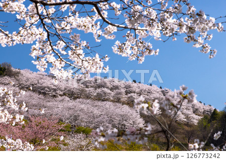 埼玉県秩父郡東秩父村坂本　山一面を桜が覆う「虎山の千本桜」麓から見上げる満開のソメイヨシノ並木 126773242