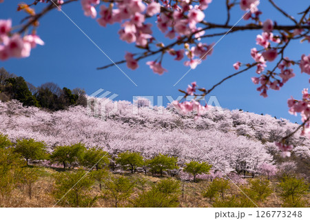 埼玉県秩父郡東秩父村坂本 山一面を桜が覆う「虎山の千本桜」麓から見上げる満開のソメイヨシノ並木 埼玉県秩父郡東秩父村坂本 山一面を桜が覆う「虎山の千本桜」麓から見上げる満開のソメイヨシノ並木 126773248
