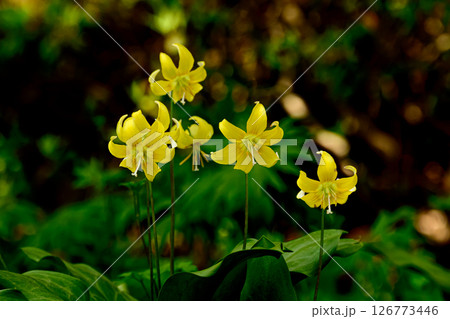 黄花カタクリの群生 126773446