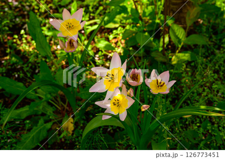 変わったチューリップトゥーリパ・サクサティリス 変わったチューリップトゥーリパ・サクサティリス 126773451