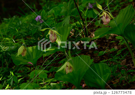 クマガイソウの群生 126773478