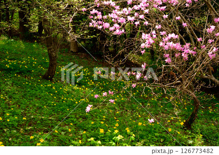 ヤマブキソウの群生と桃色の花の風景 126773482