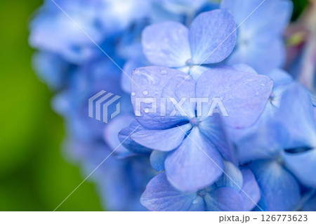 青い紫陽花 青い紫陽花 126773623
