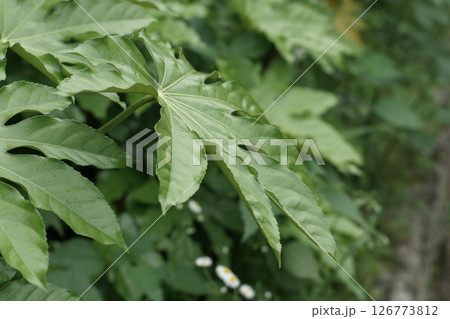 雨に濡れた葉 雨に濡れた葉 126773812
