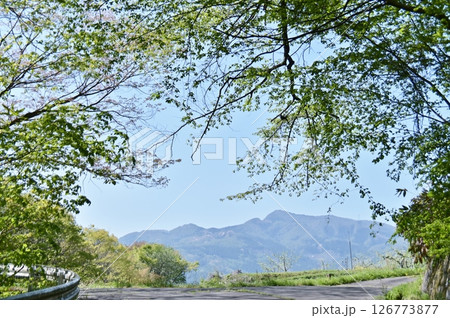 新緑の遊歩道から眺める冠着山 新緑の遊歩道から眺める冠着山 126773877