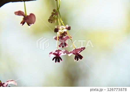可憐なアケビの花 可憐なアケビの花 126773878