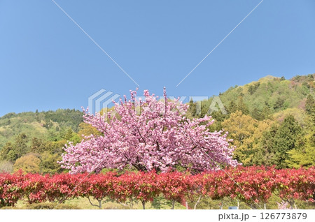 青空に映える霊園の八重桜と垣根 青空に映える霊園の八重桜と垣根 126773879