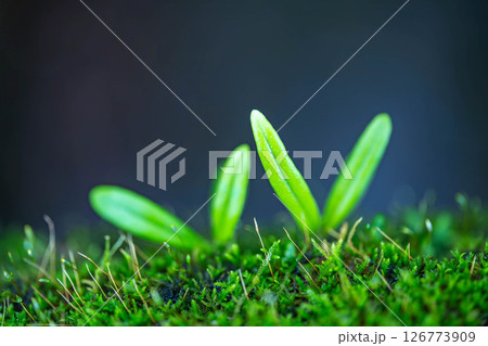 いのちの目覚め 126773909