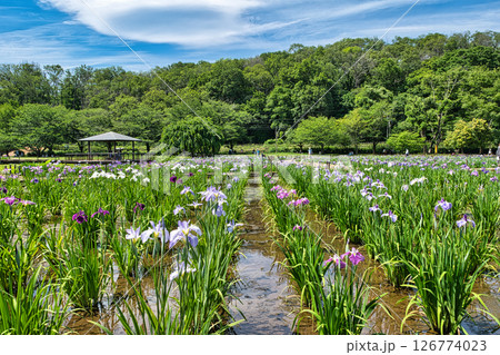東京都 東村山市 北山公園菖蒲苑 東村山菖蒲まつり 東京都 東村山市 北山公園菖蒲苑 東村山菖蒲まつり 126774023
