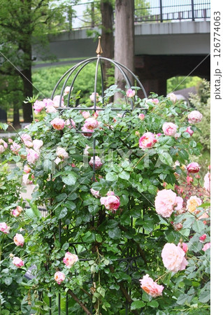 バラの花と塀 126774063