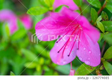雨上がりのツツジ 雨上がりのツツジ 126774085