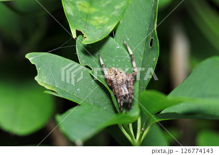 草の間に隠れる毛深いヤマシロオニグモ（自然環境下ストロボマクロ撮影） 126774143