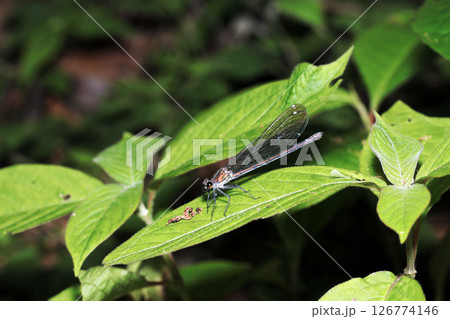 木洩れ日と新緑、透明な翅に赤紋の雄のニホンカワトンボ成虫（晴天下自然光マクロ撮影） 126774146