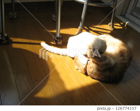 仲良し猫 仲良し猫 126774157