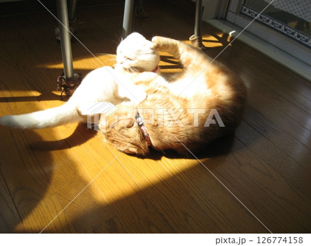 蹴りあう猫 126774158