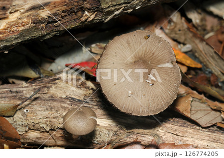 林内土壌にハイイロイタチタケの親子（成菌と幼菌・自然環境下ストロボマクロ撮影） 126774205