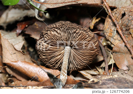雑木林の落葉土壌に生えるハイイロイタチタケ茸成菌カサ裏ヒダ形状（自然環境下ストロボマクロ撮影） 126774206
