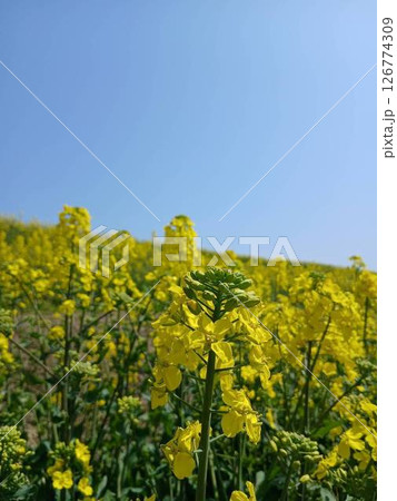 青い空と菜の花 126774309