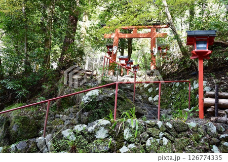 京都市　貴船神社中宮結社参道の鳥居と新緑 126774335