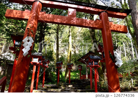 京都市　貴船神社中宮結社参道の鳥居と新緑 126774336