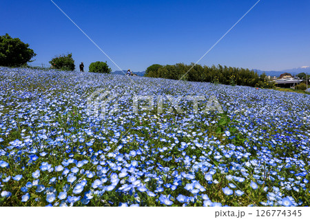 ネモフィラの花畑 126774345