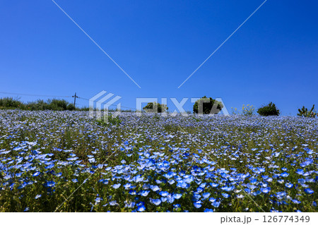 青い空とネモフィラの花 126774349