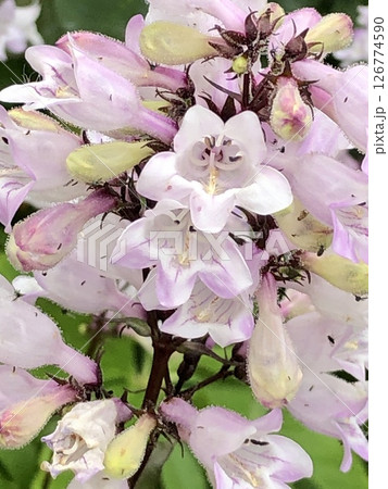 ペンステモン ハスカーレッド  126774590