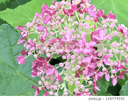 ピンクアナベル　つぼみ 126774591