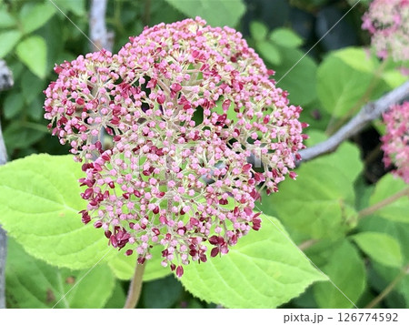 ピンクアナベル つぼみ ピンクアナベル つぼみ 126774592