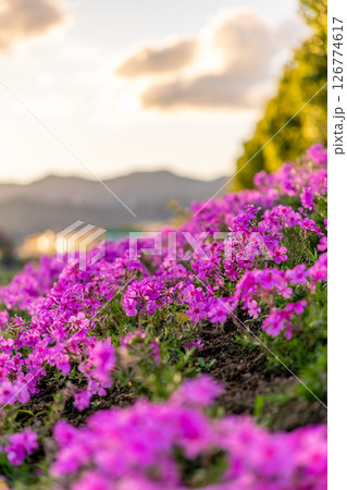夕日に照らされる芝桜 夕日に照らされる芝桜 126774617